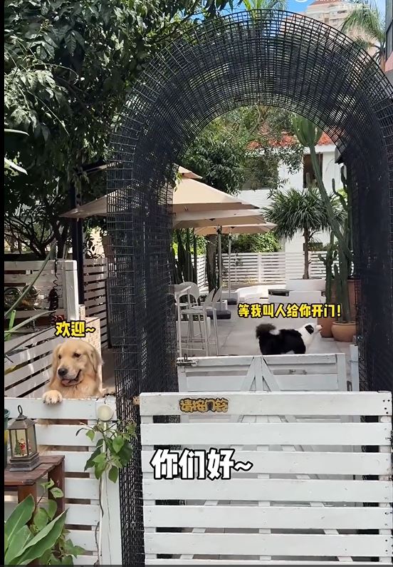 宠物酒店有大量的猫狗。